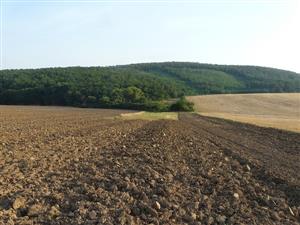 Kozárovce_pohľad na psiarkovú lúku pri oranom poli